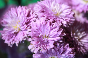 Flower_01